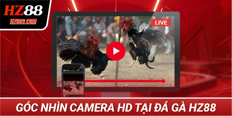 Góc nhìn camera HD tại Đá Gà HZ88