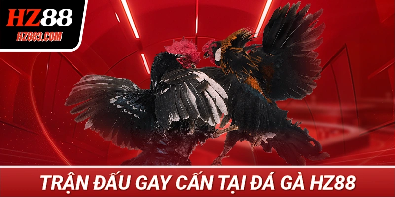 Trận đấu gay cấn tại Đá Gà HZ88