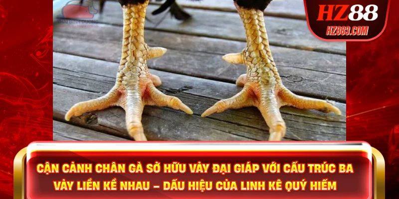Cận cảnh chân gà sở hữu Vảy Đại Giáp với cấu trúc ba vảy liền kề nhau – dấu hiệu của linh kê quý hiếm.